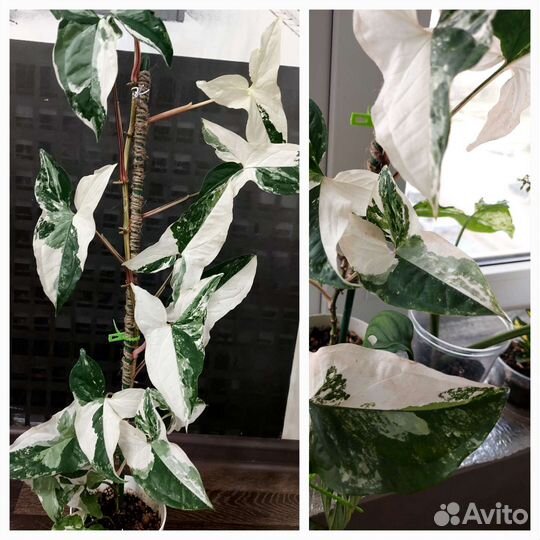 Коллекционные сингониумы