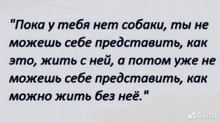 Пиренейская горная собака