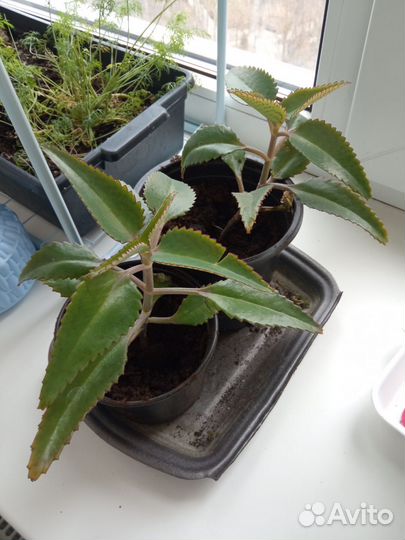 Каланхоэ лечебное