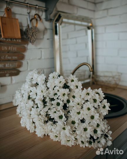 Хризантема кустовая