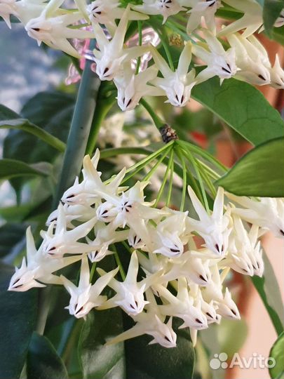 Хойя Мультифлора вариегатная