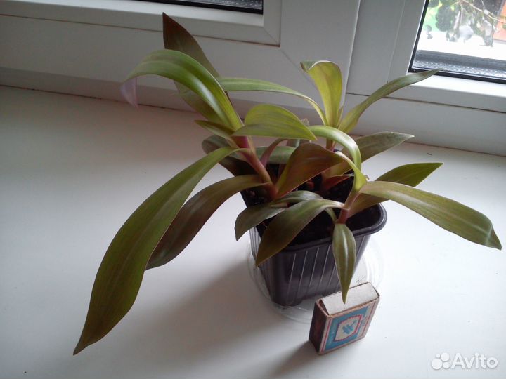 Рео, Сансевиерия