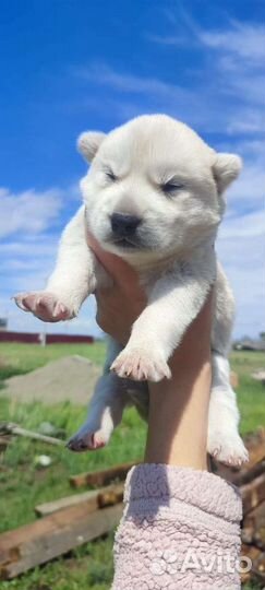 Щенки хаски