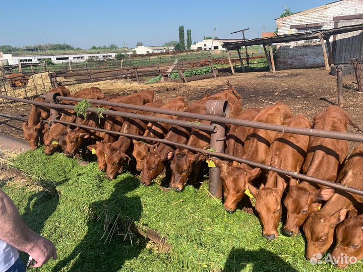 Бычки и телята