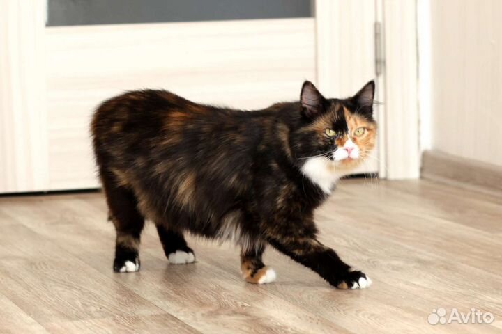 Трехцветная кошка в добрые руки