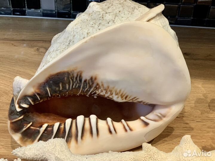 Кораллы Раковины морские