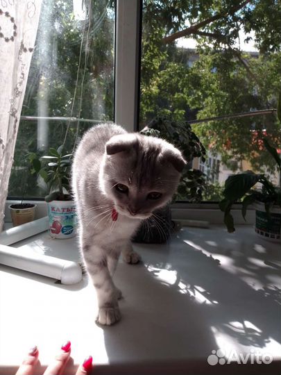 Шотландские вислоухие котята мраморные