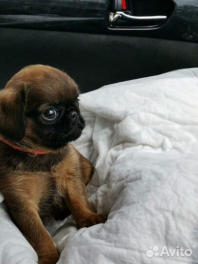 Передержка, дрессировка, зоотакси, подготовка к вы