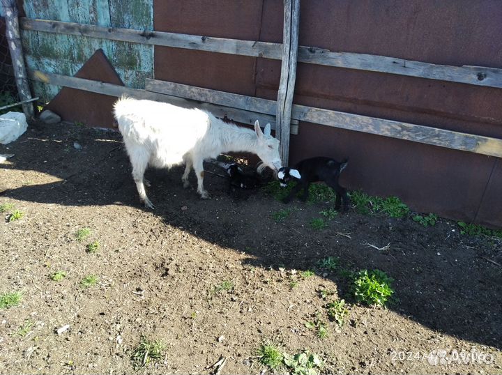 Козлята от молочных коз
