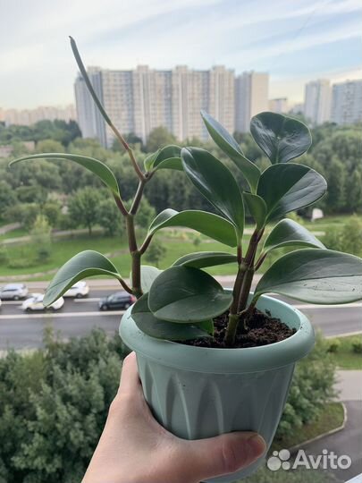 Пеперомия туполистная