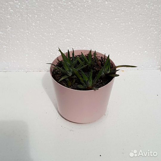 Хавортия полосатая