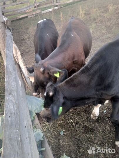 Телята бычки