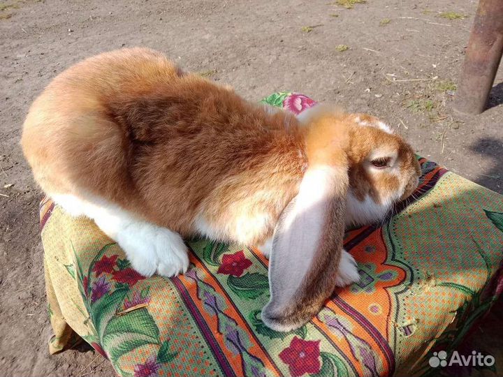 Французский баран