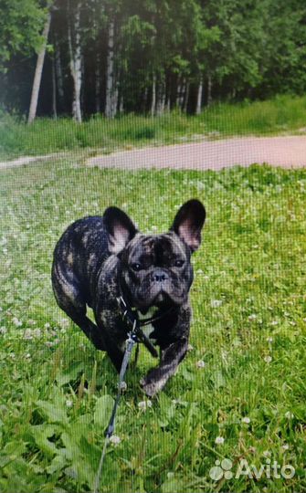 Вязка французский бульдог