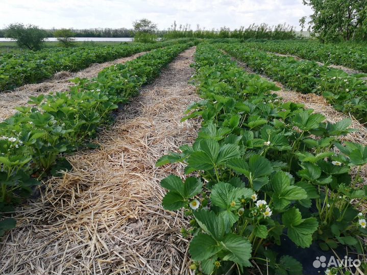 Рассада клубники