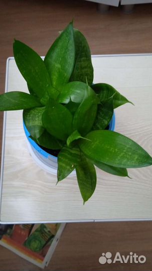 Сансевиерия