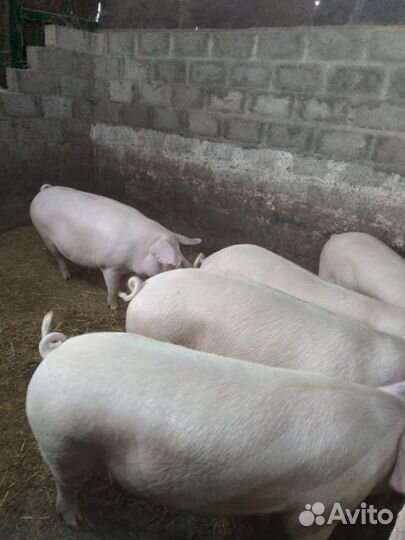 Домашние свиньи