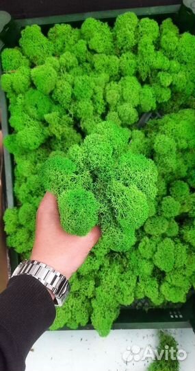 Стабилизированный мох