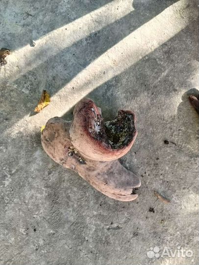 Коряга для поделок, коряга для террариума