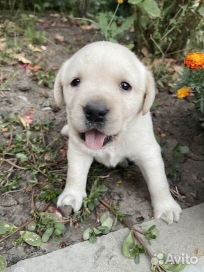 Лабрадор ретривер