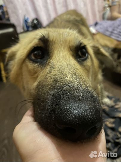 Собаке нужен дом