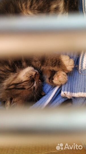 Отдам котенка в добрые руки