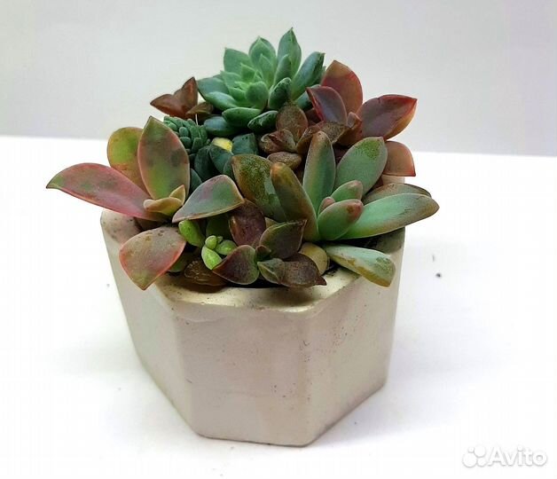 Суккуленты. Мини садики