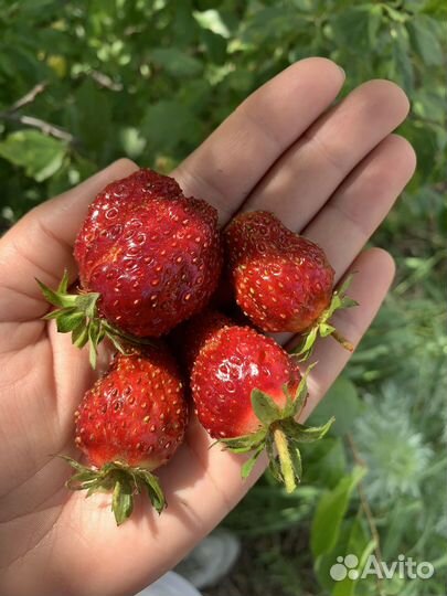 Рассада клубники чамора туруси, мурано