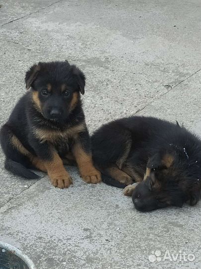 Щенки немецкой овчарки
