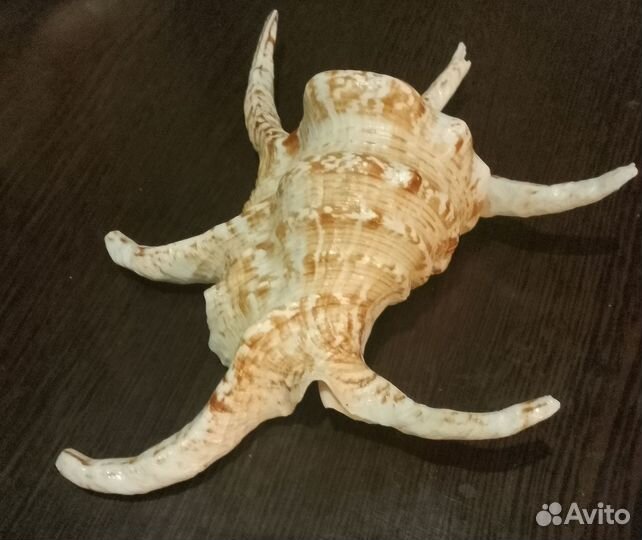 Морские ракушки Кассис корнута и Лямбис