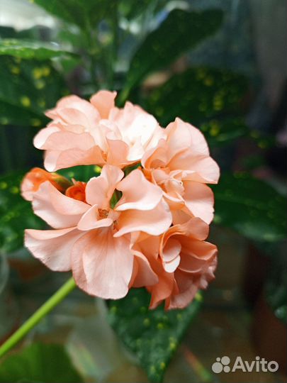 Молочай, фикус, драцена, шефлера