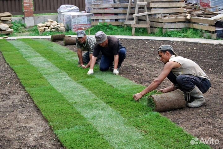 Рулонный газон - производство,доставка,укладка