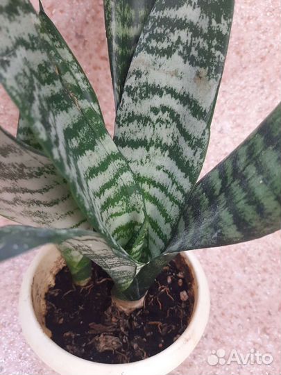 Сансевиерия