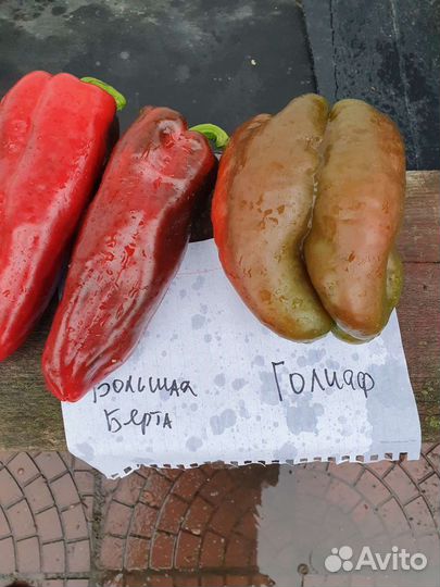 Семена коллекционых сортов перца