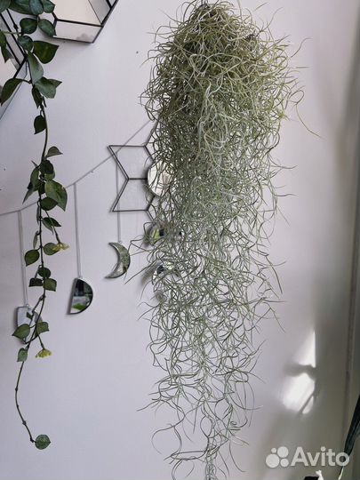 Тилландсия уснеевидная