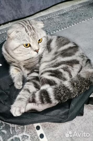 Шотландская кошка