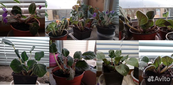 Фиалка сенполия