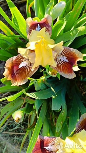 Ирисы бородатые карликовые (SDB)