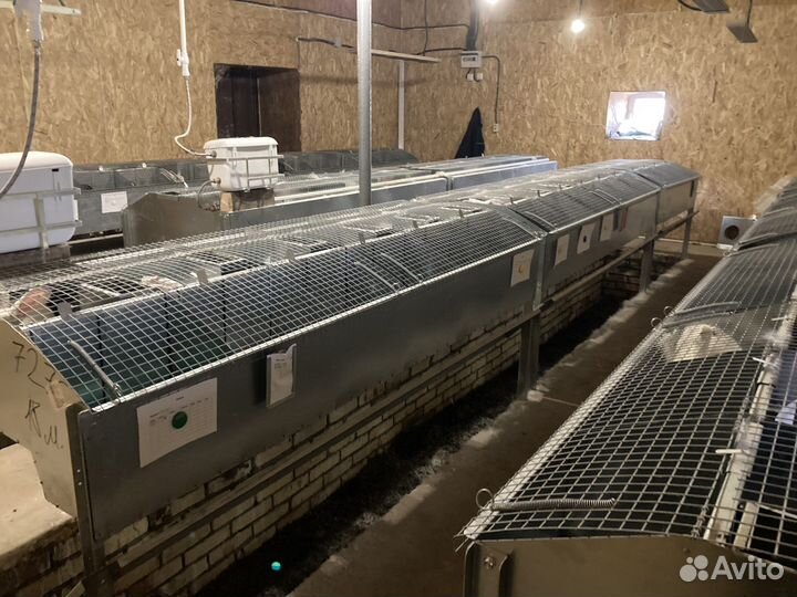 Кролики, Клетки