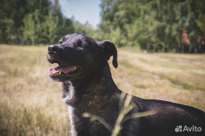 Спасите собачку из приюта