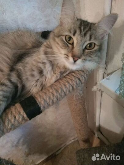 Кошечка в добрые руки