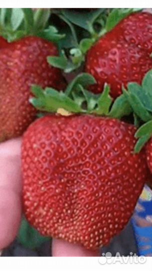 Рассада сортовой клубники