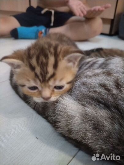 Британские котята
