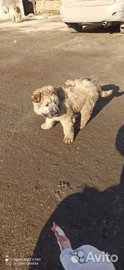 Два щенка в добрые руки