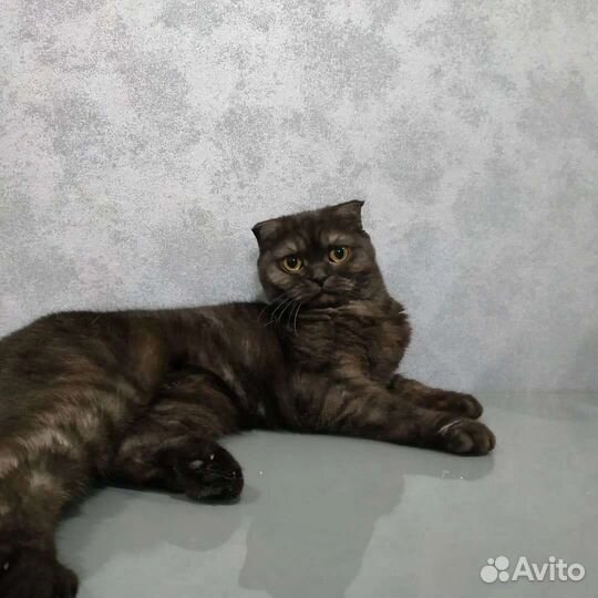 Шотландская кошка в добрые руки