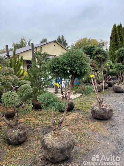 Можжевельник формированный