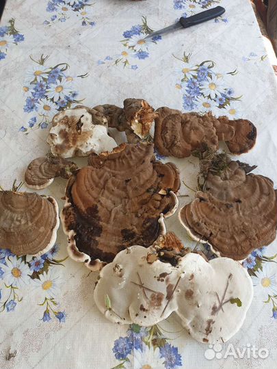 Трутовик плоский(лат.Ganodérma applantum)