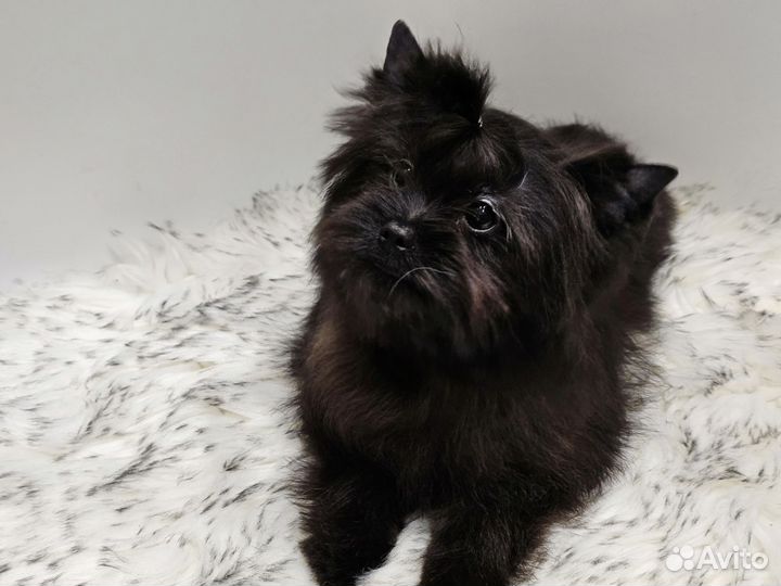 Щенки бивер йорка