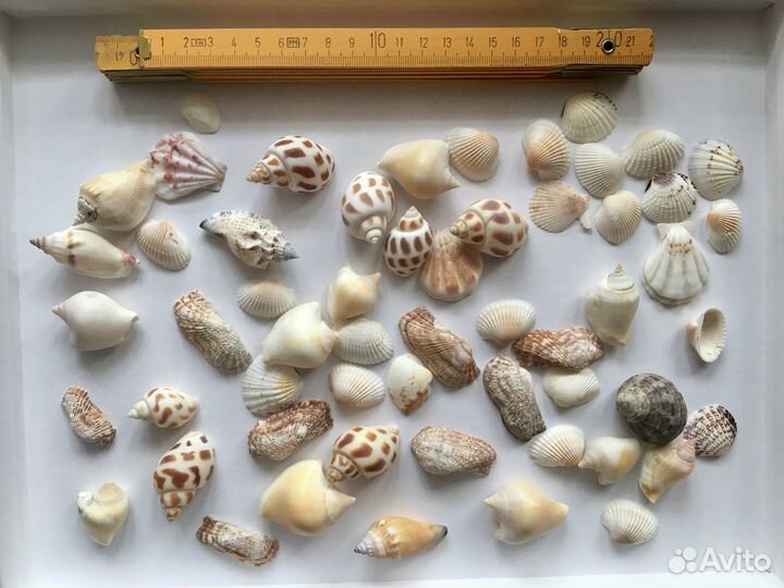 Набор ракушек