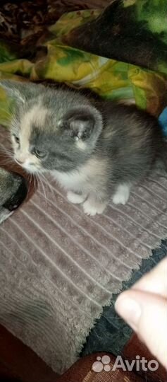 Котята прямоухие и вислоухие шотландцы